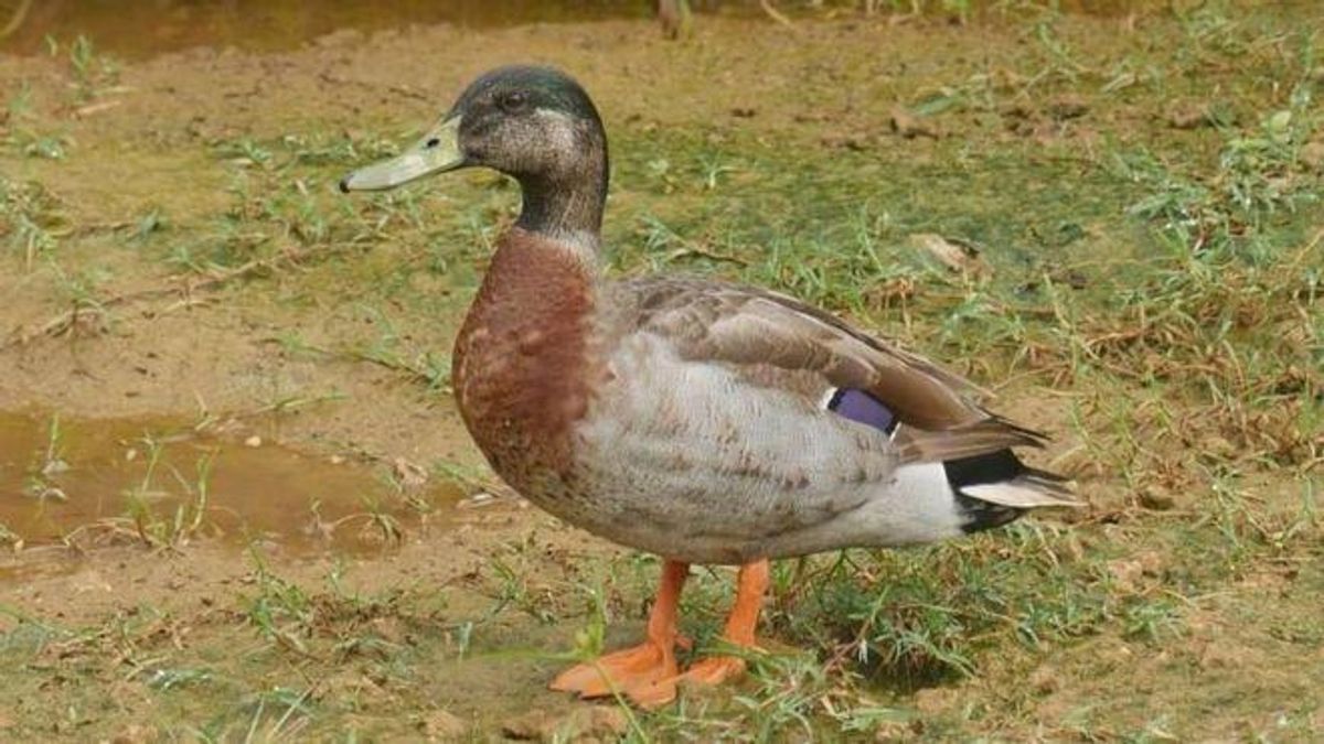 I am a duck